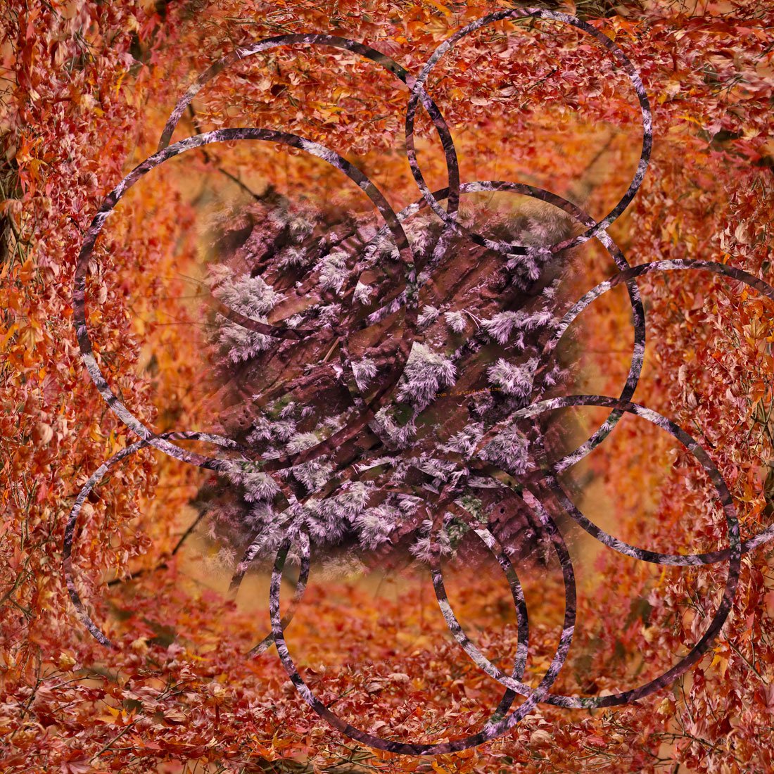 buy orange fashion printed scarf from a friend of mine paris taipei tokyo online